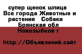 супер щенок шпица - Все города Животные и растения » Собаки   . Брянская обл.,Новозыбков г.